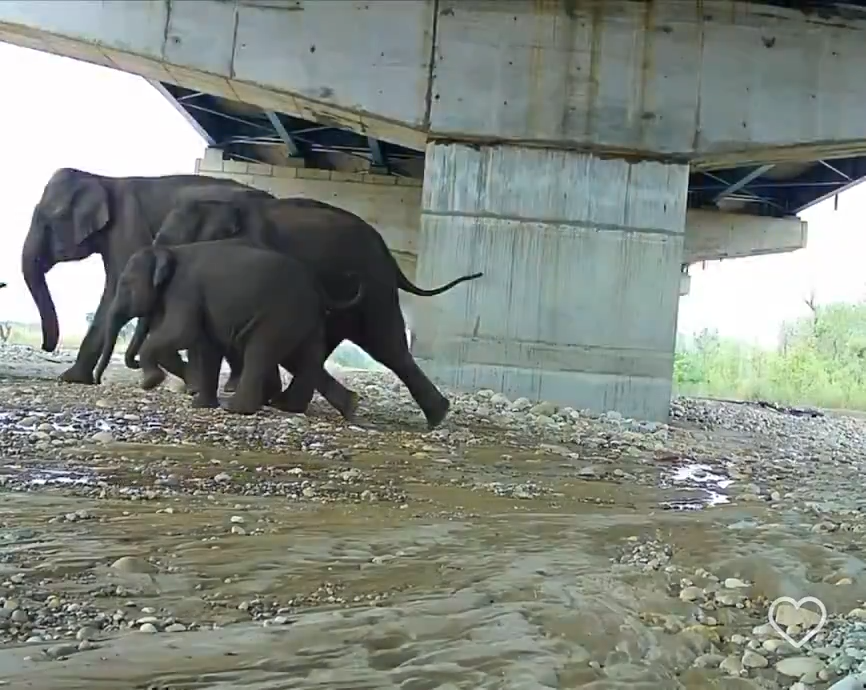 Elephant overpass design